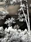 USA-Colorado Infrared of Aspens along the Kebler Pass Art Print